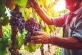 Close-up of a man picking red wine grapes on vine in vineyard. Generative AI Royalty Free Stock Photo