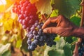 Close-up of a man picking red wine grapes on vine in vineyard. Generative AI