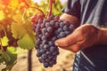 Close-up of a man picking red wine grapes on vine in vineyard. Generative AI Royalty Free Stock Photo