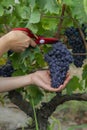 Close-up man picking red wine grapes on vine in vineyard Royalty Free Stock Photo
