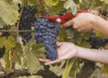 close-up man picking red wine grapes on vine in vineyard.harvest of blue grapes. Royalty Free Stock Photo