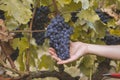 close-up man picking red wine grapes on vine in vineyard.harvest of blue grapes. fields vineyards ripen grapes for wine Royalty Free Stock Photo