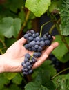 close-up man picking ripe red wine grapes on vine in vineyard Royalty Free Stock Photo