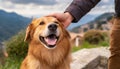 Close-up of a man\'s hand petting a happy dog outdoor