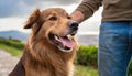 Close-up of a man\'s hand petting a happy dog outdoor