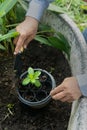 Close-up of a man`s hand planting a plant in an outdoor black clay pot. Royalty Free Stock Photo