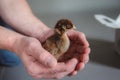 Brown Baby Chick In man`s hands on Gray Background Royalty Free Stock Photo