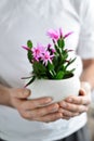 Close up of man's hands holding flower in pot Royalty Free Stock Photo