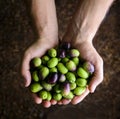 Close up of a man's hands holding a handful of olives