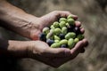 Close up of a man's hands holding a handful of olives