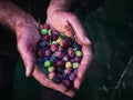 Close up of a man`s hands holding a handful of ripe olives. Stained hands