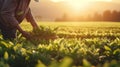 Close up of man s hands picking tea leaves in a bright summer field with abundant natural light