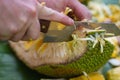 Close-up of a man`s hands was cutting ripe jackfruit while sitting in a garden. Fruit for health Royalty Free Stock Photo