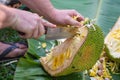 Close-up of a man`s hands was cutting ripe jackfruit while sitting in a garden. Fruit for health Royalty Free Stock Photo