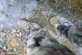 Close-up for a man`s legs in military camouflage with a trekking wellington shoes dirty in mud