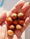 Close-up of a man`s palm holding a handful of hazelnuts in a shell. Vertical photo