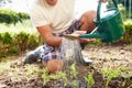 Close Up Of Man Watering Seedlings In Ground On Allotment Royalty Free Stock Photo