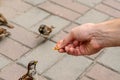 Close-up of man, who giving a piece of bread to sparrow