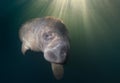 Close up of Manatee and sunburst Royalty Free Stock Photo