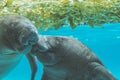 Close up Manatee under water play together