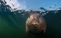 Close-up of Manatee Underwater Royalty Free Stock Photo