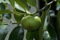 Close up of manchineel tree apple fruit and leaves