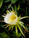 Close-up of the mandacaru cactus flower with a bee (Cereus jamacaru). Native of Brazil.