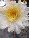 Close-up of the mandacaru flower (Cereus jamacaru)