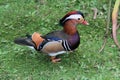 A close up of a Mandarin Duck