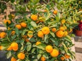 Close up mandarin orange in the park