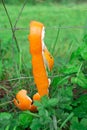 Peel, shell of an mandarin or orange hanging on iron barbed wire