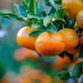 Close up Mandarin Oranges on the tree. Fruit Picking at Gamagori Orange Park, Japan Royalty Free Stock Photo