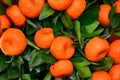 Close-up of the mandarin tree.