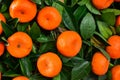 Close-up of the mandarin tree.