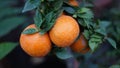 Close up tangerines in the tree Royalty Free Stock Photo