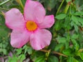 Close-up of the Mandevilla sanderi flower, the Brazilian jasmine, blurred green background. Royalty Free Stock Photo