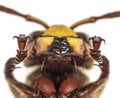 Close up on mandibles Hornet, Vespa Crabro, isolated Royalty Free Stock Photo