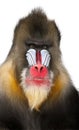 Close-up of a Mandrill, Mandrillus sphinx Royalty Free Stock Photo