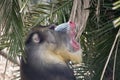 Mandrill