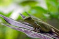 Close up of the maned forest Lizard Bronchocela jubata, in shallow focus