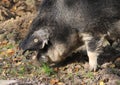 Mangalica pig, Sus scrofa domesticus Royalty Free Stock Photo