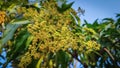 Close up of Mango flowers in a farm .