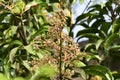 Close up of mango flowers in a farm, A branch of inflorescence mango flowers