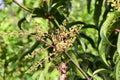 Close up of mango flowers in a farm, A branch of inflorescence mango flowers