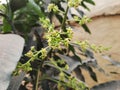Close up of Mango flowers, Mango flower, A branch of inflorescence mango flower.