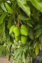 Close up of mango fruit on a mango tree Royalty Free Stock Photo