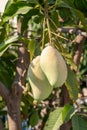 Close up of mango fruit on a mango tree