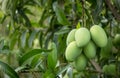 Mango fruit on the mango tree