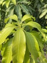 mango leaf in nature garden Royalty Free Stock Photo