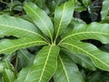 Mango leaf in nature garden Royalty Free Stock Photo